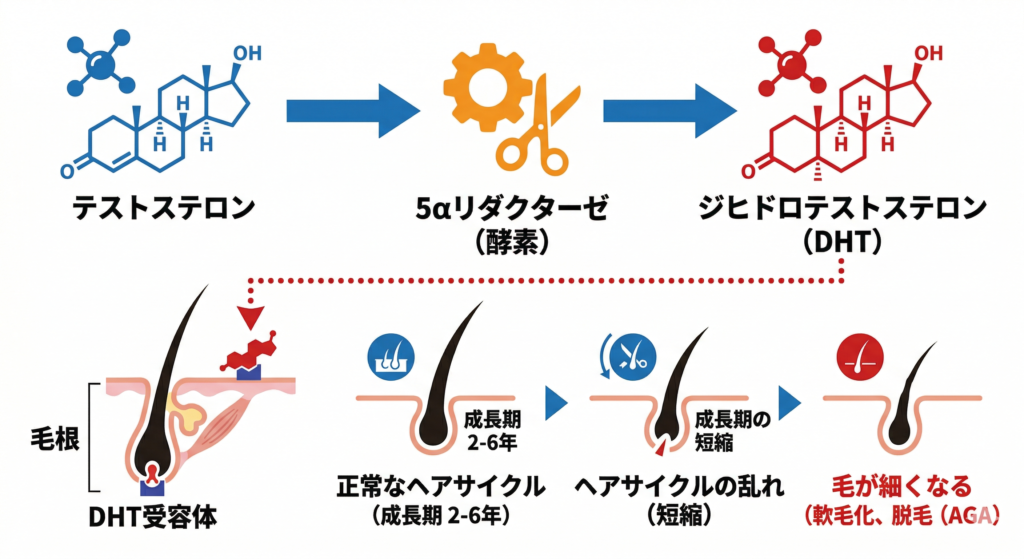 テストステロンからDHT変換の図