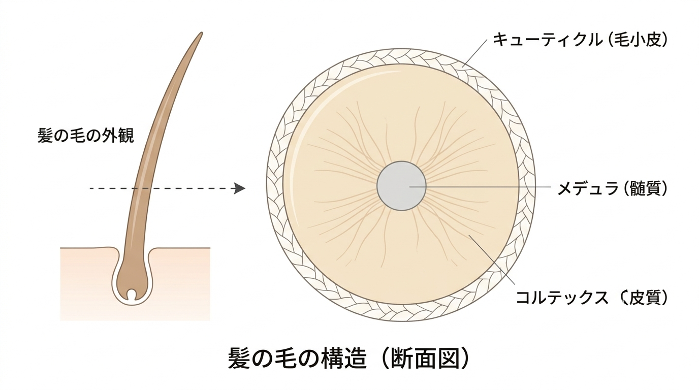 髪の毛の構造